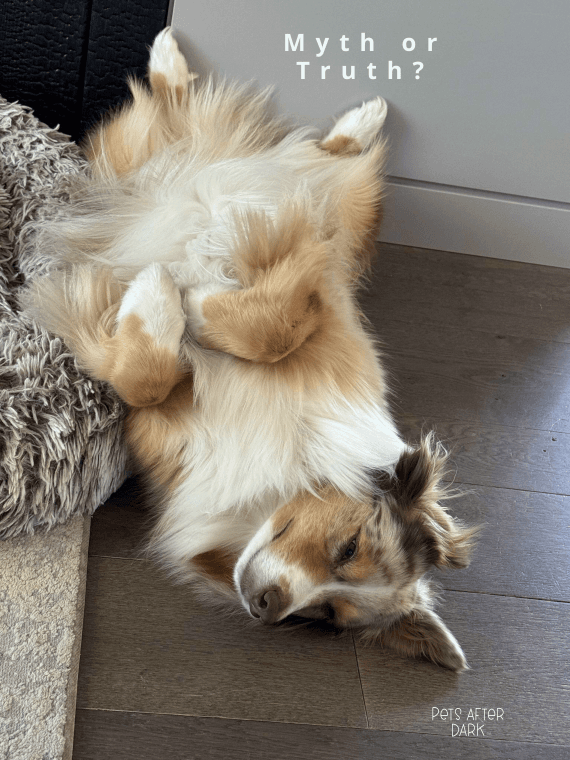 What Would You Do If It Were Your Dog?