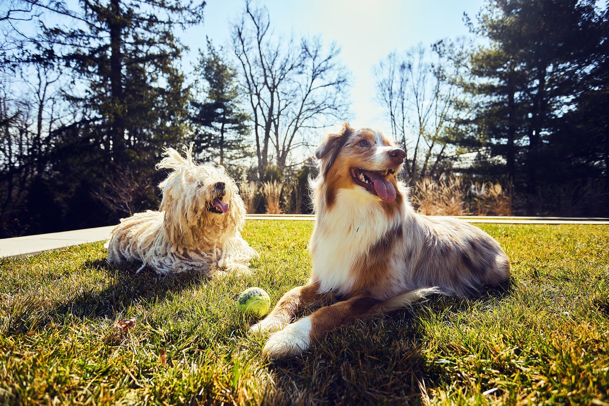 Mabel and Dixie — Pets After Dark founders’ dogs